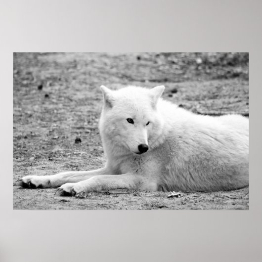 Arctische wolf - witte wolf poster (Voorkant)