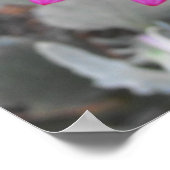 Arctotis - Afrikaanse Daisy Poster (Hoek)