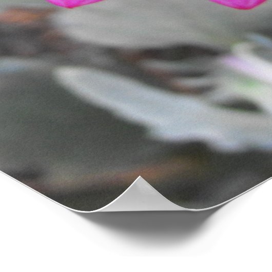 Arctotis - Afrikaanse Daisy Poster (Hoek)