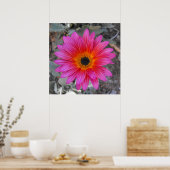 Arctotis - Afrikaanse Daisy Poster (Keuken)