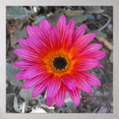 Arctotis - Afrikaanse Daisy Poster (Voorkant)