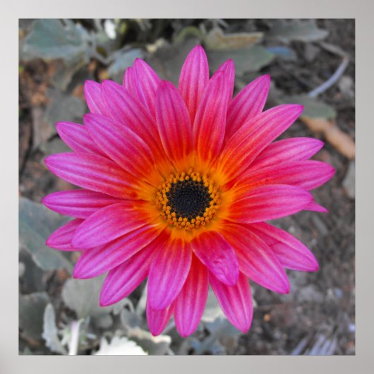 Arctotis - Afrikaanse Daisy Poster (Voorkant)