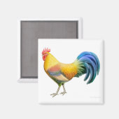 Ardenner Rooster Square Magnet (Voorkant / Achterkant)