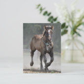 Ardennes foal briefkaart (Staand voorkant)