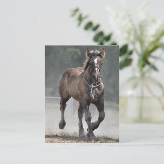 Ardennes foal briefkaart (Staand voorkant)