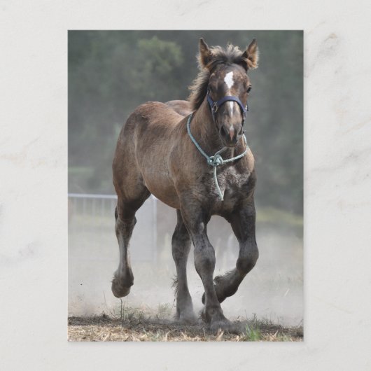 Ardennes foal briefkaart (Voorkant)