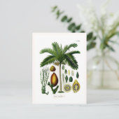 Areca catechu (betelmoerpalm) briefkaart (Staand voorkant)