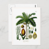 Areca catechu (betelmoerpalm) briefkaart (Voorkant / Achterkant)