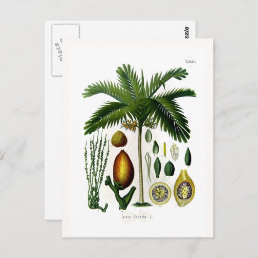 Areca catechu (betelmoerpalm) briefkaart (Voorkant / Achterkant)
