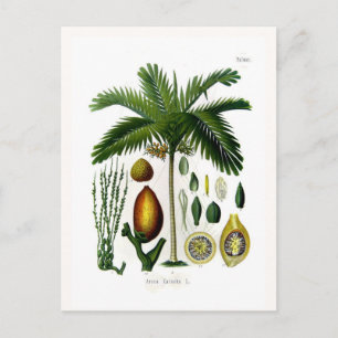 Areca catechu (betelmoerpalm) briefkaart
