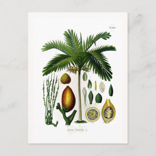 Areca catechu (betelmoerpalm) briefkaart (Voorkant)