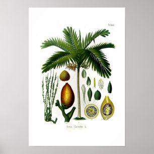 Areca catechu (betelnoot palm) poster
