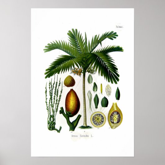 Areca catechu (betelnoot palm) poster (Voorkant)