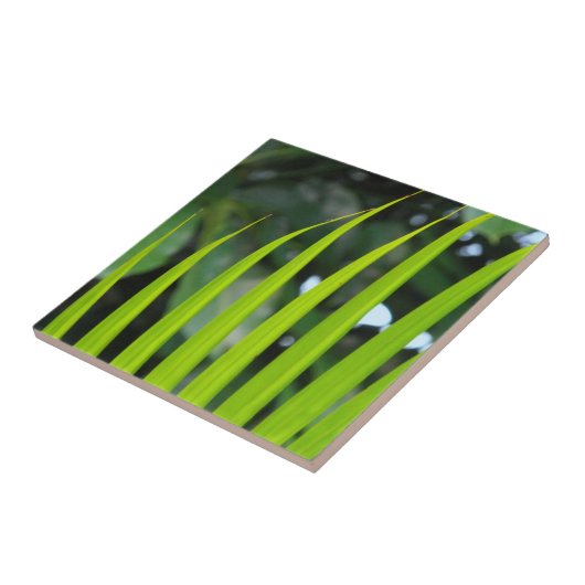Areca Palm Frond Tegeltje (Zijkant)