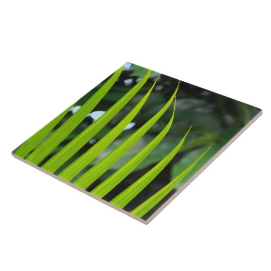Areca Palmblad Tegeltje (Zijkant)