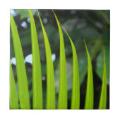 Areca Palmblad Tegeltje (Voorkant)