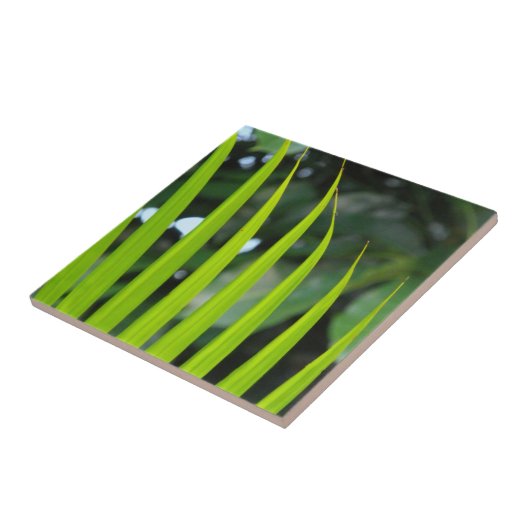 Areca Palmblad Tegeltje (Zijkant)