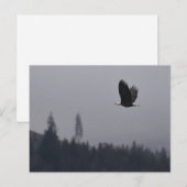 arend in vlucht briefkaart (Voorkant / Achterkant)
