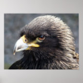 AREND POSTER (Voorkant)