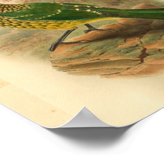 Arfak Cat Bird Green Yellow  Print (Hoek)