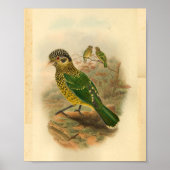 Arfak Cat Bird Green Yellow  Print (Voorkant)
