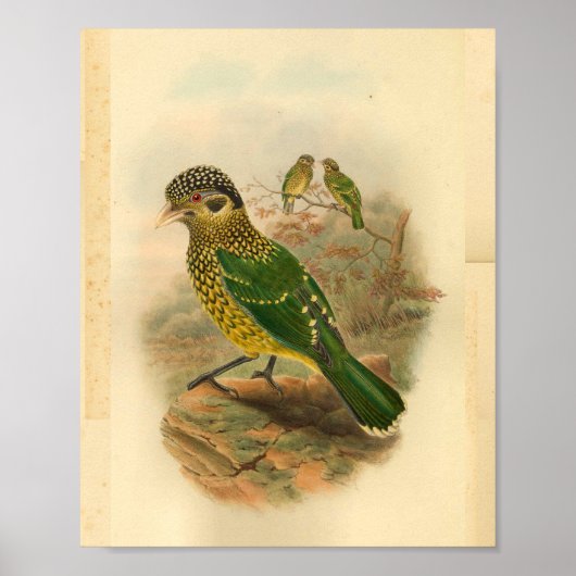 Arfak Cat Bird Green Yellow  Print (Voorkant)