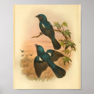 Arfak Drongo Blue  Cat Bird Print