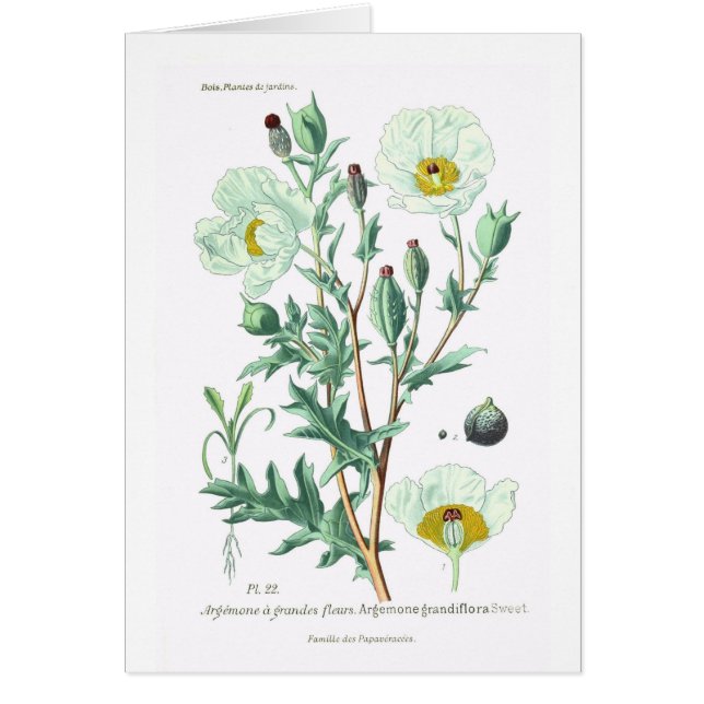 Argemone grandiflora (Voorkant)