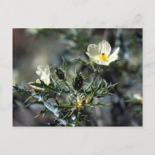 Argemone Mexicana Briefkaart