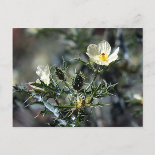 Argemone Mexicana Briefkaart (Voorkant)
