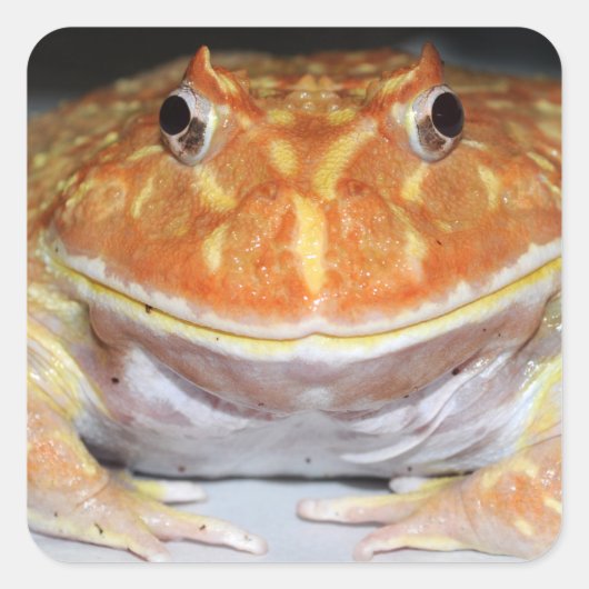 Argentijnse gehoornde kikker vierkante sticker (Voorkant)