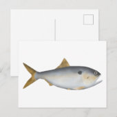 Argentijnse Menhaden Briefkaart (Voorkant / Achterkant)