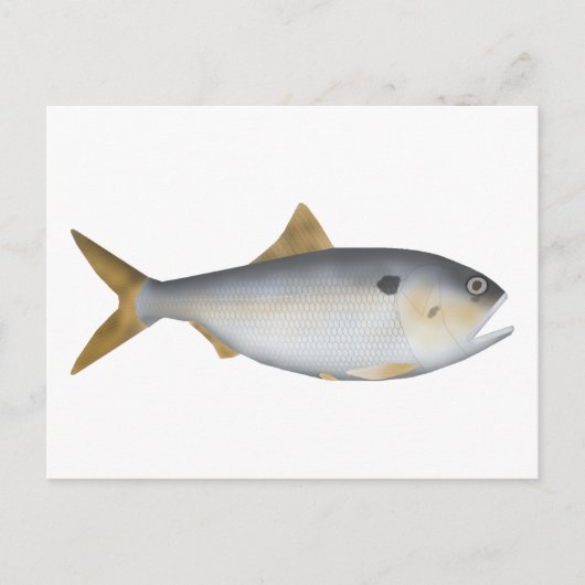 Argentijnse Menhaden Briefkaart (Voorkant)