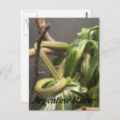 Argentijnse rennerslang briefkaart (Voorkant / Achterkant)