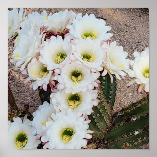 Argentijnse Saguaro Bloemen Poster (Voorkant)