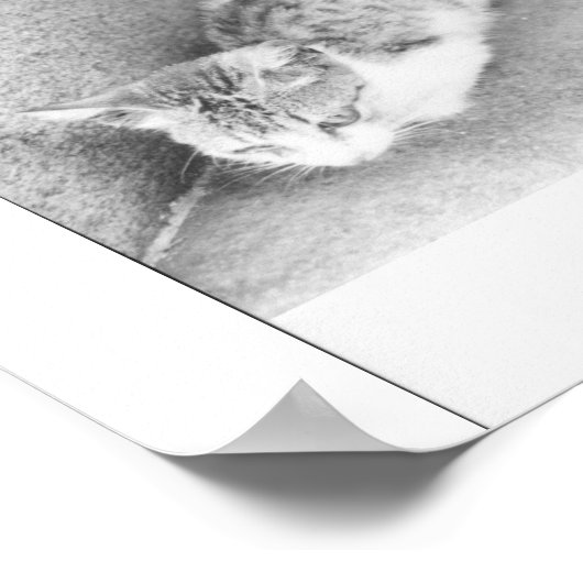 Argentijnse straatkat poster (Hoek)