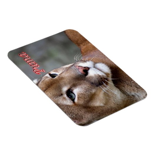 Argentine Puma - Magneet (Rechterzijde)