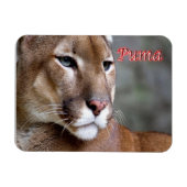 Argentine Puma - Magneet (Horizontaal)