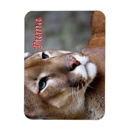 Argentine Puma - Magneet (Verticaal)