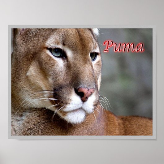 Argentine Puma - Poster (Voorkant)