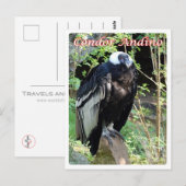 Argentinië - Condor Andino - Briefkaart (Voorkant / Achterkant)