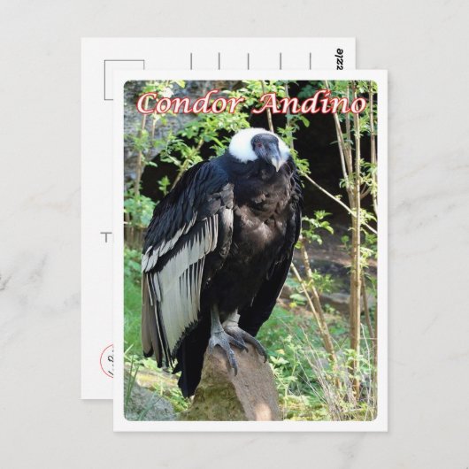 Argentinië - Condor Andino - Briefkaart (Voorkant / Achterkant)