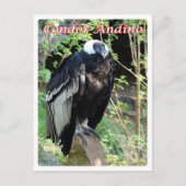 Argentinië - Condor Andino - Briefkaart (Voorkant)