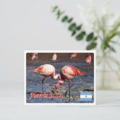 Argentinië - Flamencos de la puna - Briefkaart (Staand voorkant)