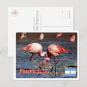 Argentinië - Flamencos de la puna - Briefkaart (Voorkant / Achterkant)