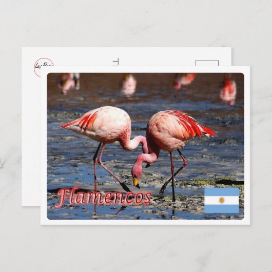 Argentinië - Flamencos de la puna - Briefkaart (Voorkant / Achterkant)