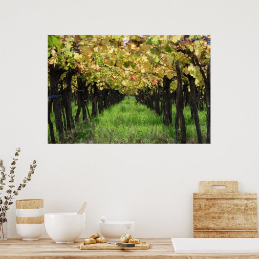 Argentinië, Mendoza, wijnstok Poster (Keuken)