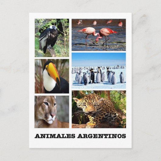 Argentinië - Mosaico Animales Argentinos Briefkaart (Voorkant)