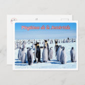 Argentinië - Pingüinos de la Antártida - Briefkaart (Voorkant / Achterkant)