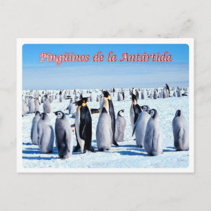 Argentinië - Pingüinos de la Antártida - Briefkaart